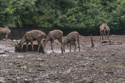 Deer in a field