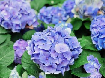 Close-up of purple hydrangea blooming outdoors