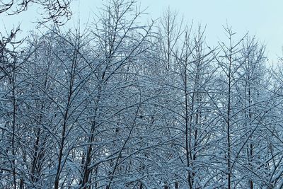 Low angle view of bare trees against sky