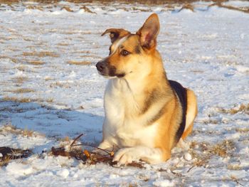 Dog looking away