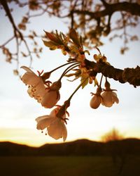 Close-up of cherry blossom against sky during sunset