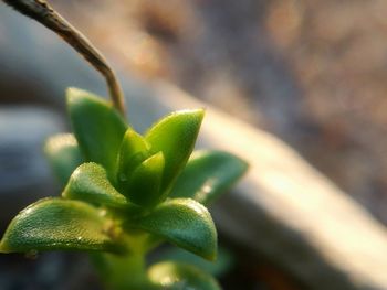 Close-up of fresh green leaves