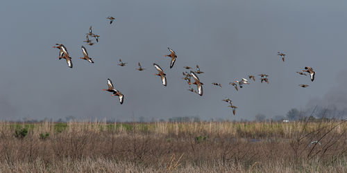 Marsh Birds In