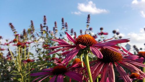 Close-up of purple flowering plant