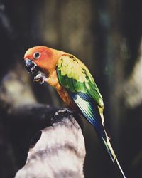 Close-up of parrot perching on branch