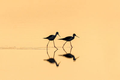 Low angle view of bird flying against orange sky