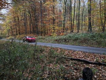 Cars on field in forest during autumn