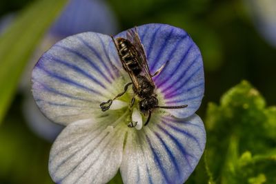 Close-up of butterfly on flower