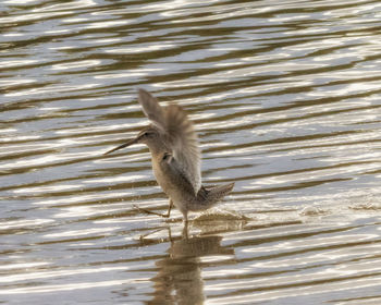 Bird flying over lake