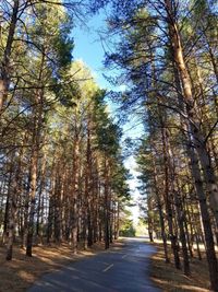 Road amidst trees in forest against sky
