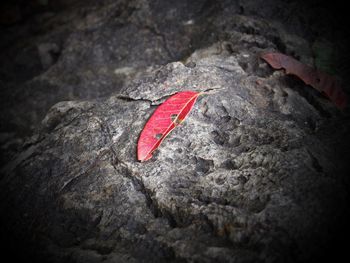 Close-up of red rock on wood