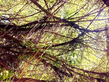 Low angle view of tree in forest