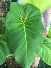 Close-up of green leaves