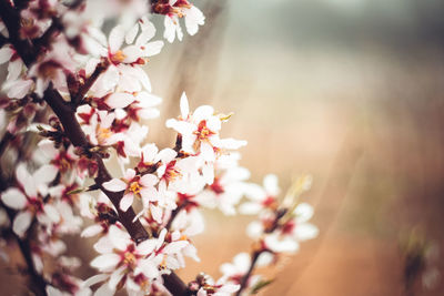 Close-up of almond blossoms