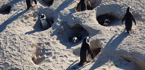 African penguins on white sandy beach