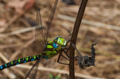 Close-up of insect