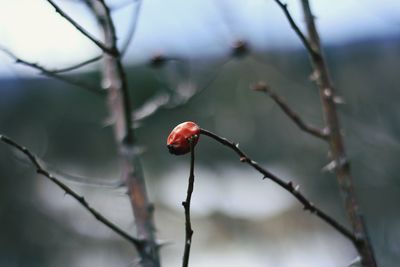 Close-up of red berries on branch