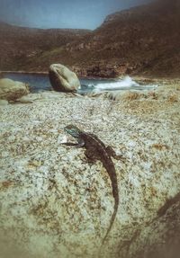 High angle view of turtle swimming in sea
