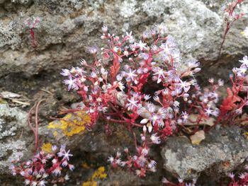 Close-up of flowers on tree