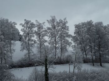 Trees in forest during winter