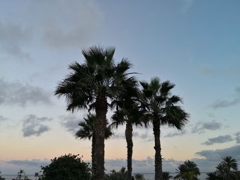 Low angle view of coconut palm trees against sky