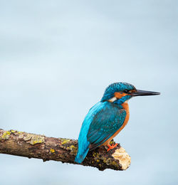 Bird perching on a branch