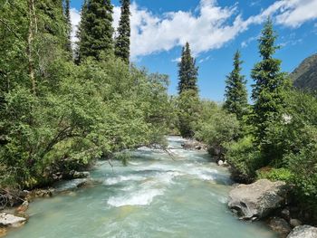 Scenic view of river amidst trees in forest against sky