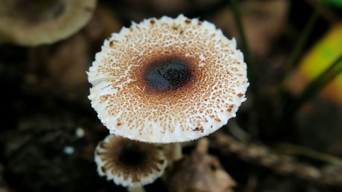 Close-up of mushroom