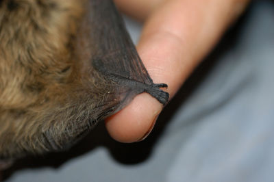 Chiropterologist holding and studying a bat in his hands