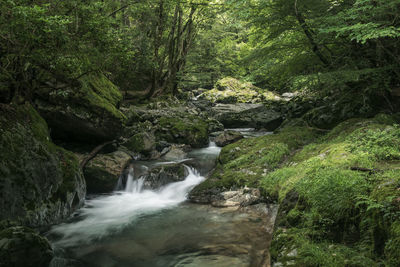 Stream flowing through rocks in forest