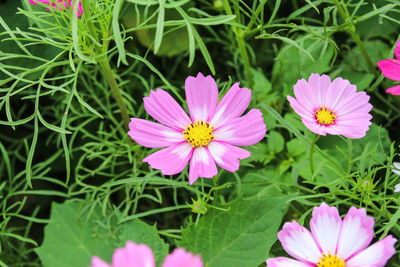 Close-up of pink cosmos flowers blooming outdoors