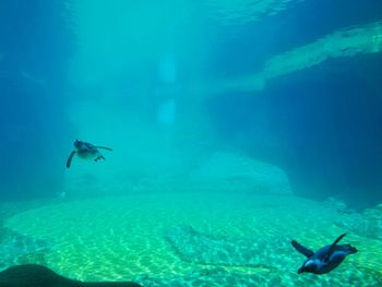 View of fish swimming in sea