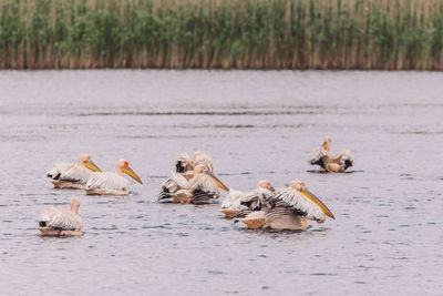 Flock of birds swimming in lake