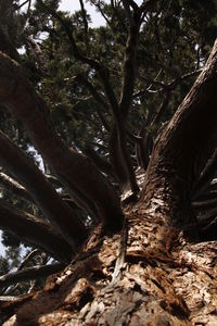 Low angle view of tree