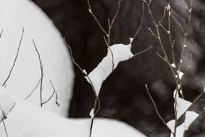 Close-up of snow on twig