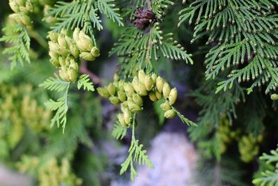 Close-up of plant