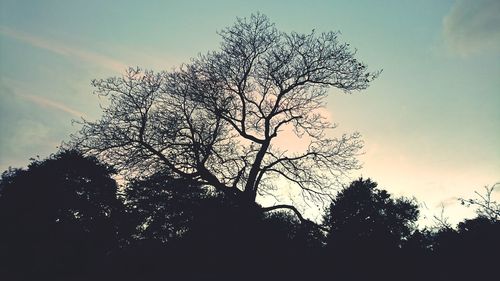 Low angle view of silhouette tree against sky