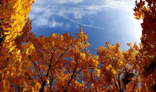 Low angle view of autumnal trees against sky