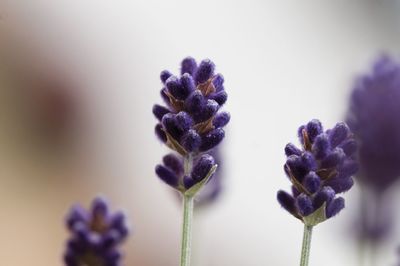 Close-up of purple flowering plant