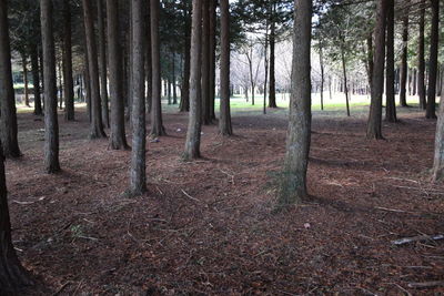 Trees on field in forest