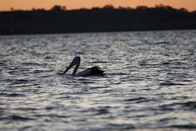 Silhouette bird swimming in sea