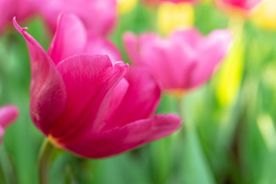 Close-up of pink tulip