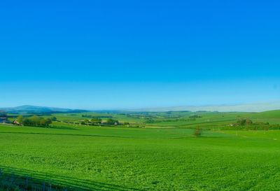 Scenic view of agricultural field against clear sky