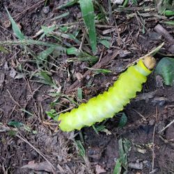 High angle view of yellow snake on field