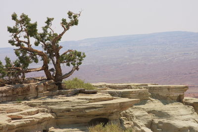 View of trees on landscape