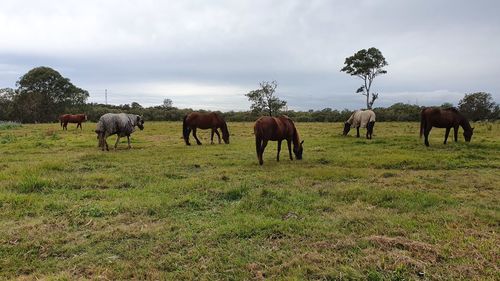 Horses grazing in field