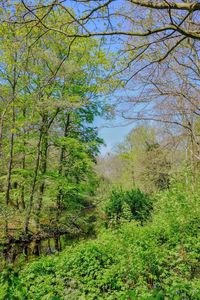Trees in forest against sky