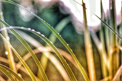 Close-up of grass growing on field