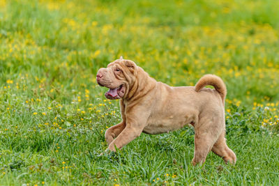 Shar pei dog running in the field on lure coursing competition with sunny weather