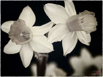 Close-up of flowers